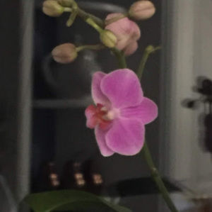 Meet your Posher, Sharon